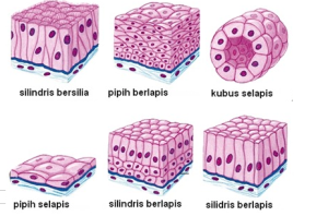 Jenis-jenis jaringan epitelium
